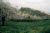03 ciliegi in fiore e castello superiore.jpg (120377 byte)